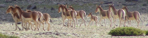 Wild asses on the Mora Plateau, southern Ladakh